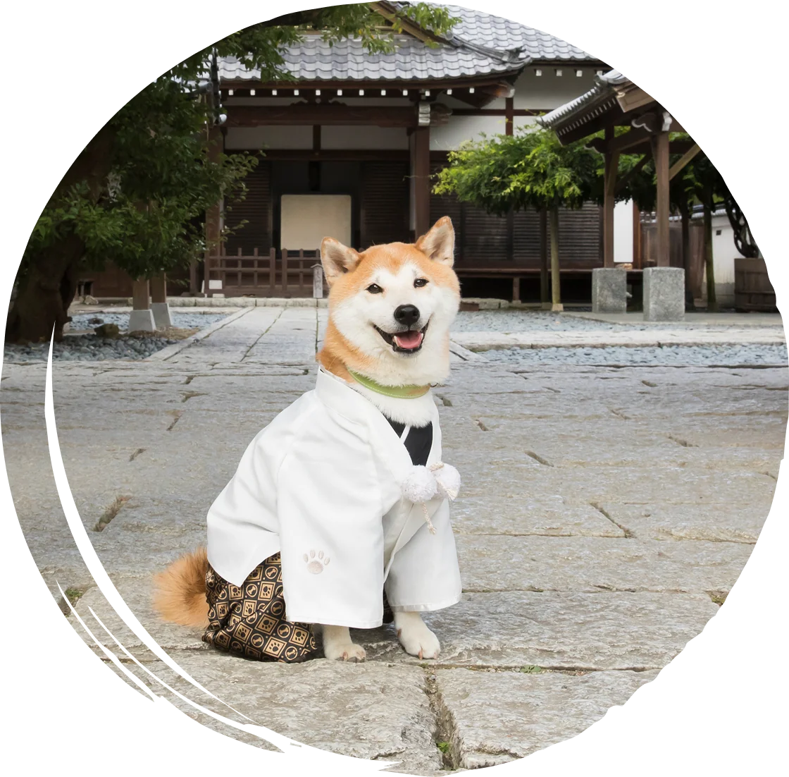 着物を着た柴犬