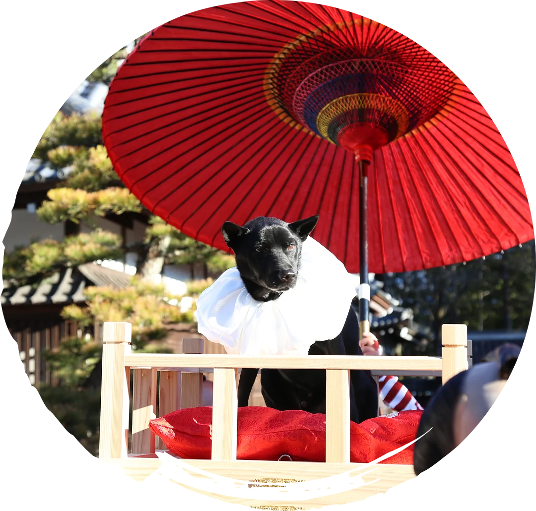輿に乗ったペット