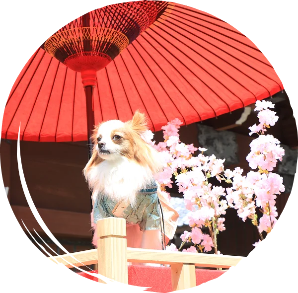 和傘と輿に乗った犬