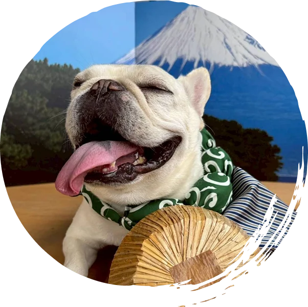 富士山を背景にしたフレンチブルドッグ