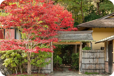 紅葉が彩る江戸の町並み